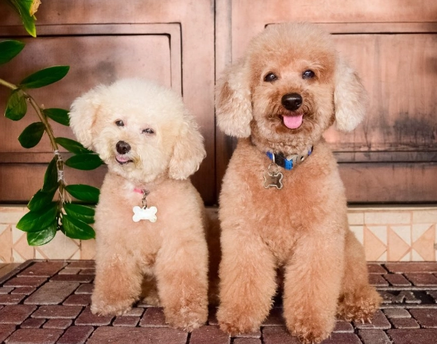 pomeranian and poodle