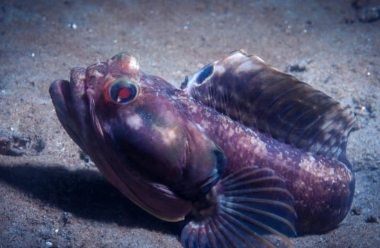 where to see sarcastic fringehead