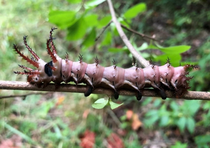 caterpillar identification