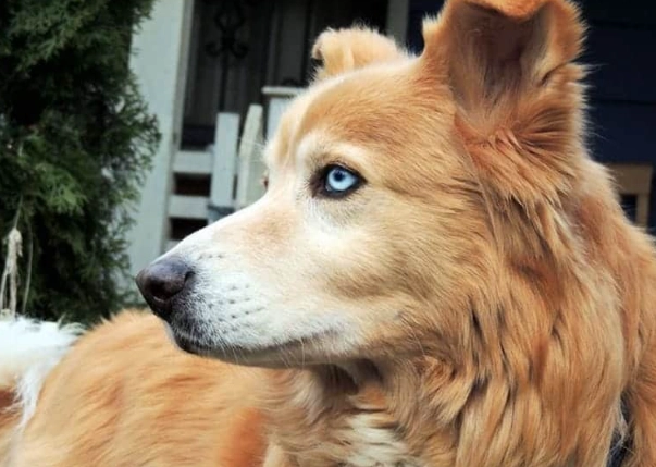 golden retriever and husky mix