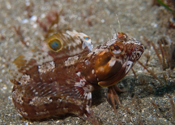 sarcastic fringehead behavior