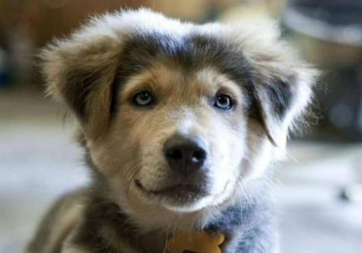 husky golden retriever mix