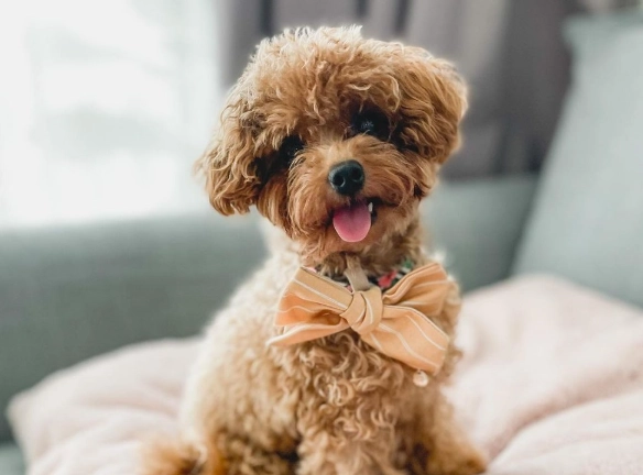 pomeranian vs poodle comparison