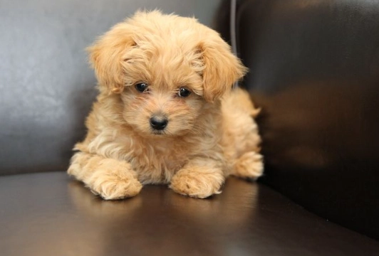 pomeranian vs poodle comparison