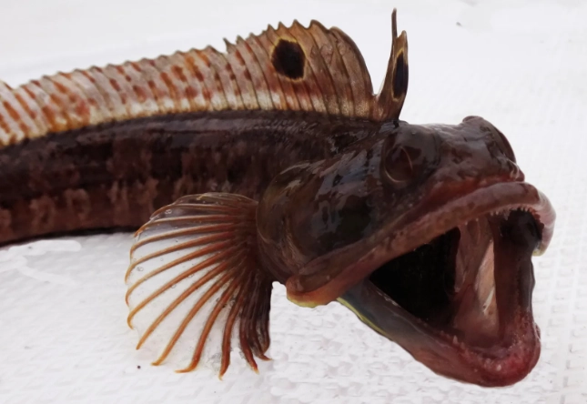 sarcastic fringehead fish