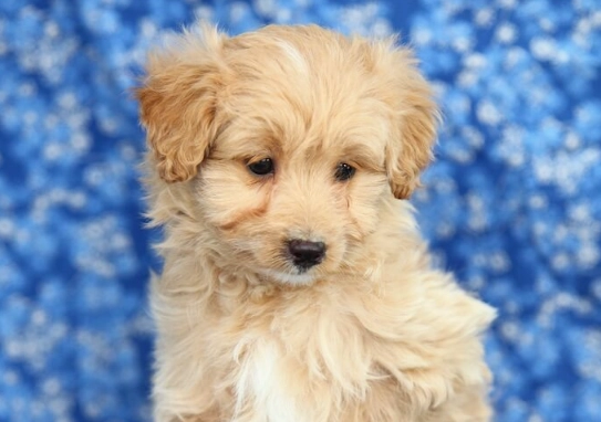 best small family dogs