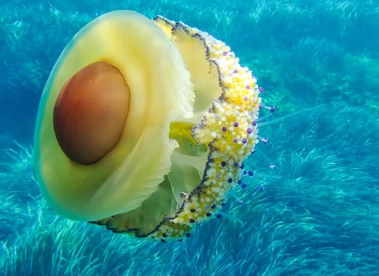 egg jellyfish