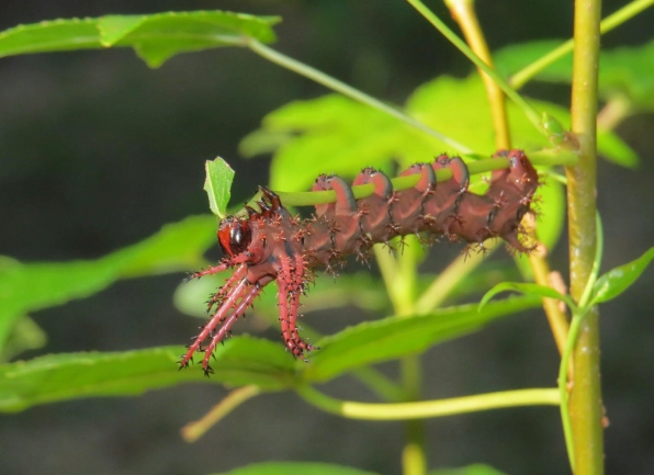 hickory horned devil caterpillar