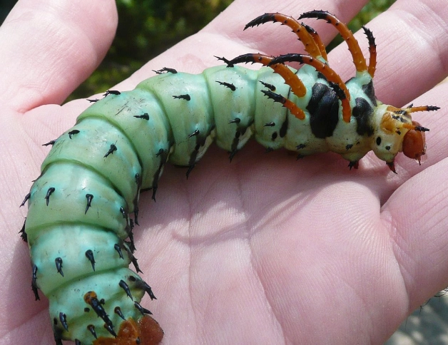 hickory horned devil