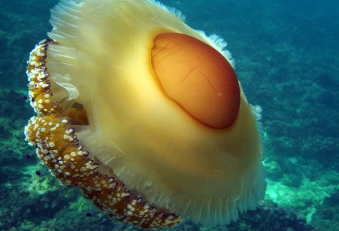 jellyfish reproduction