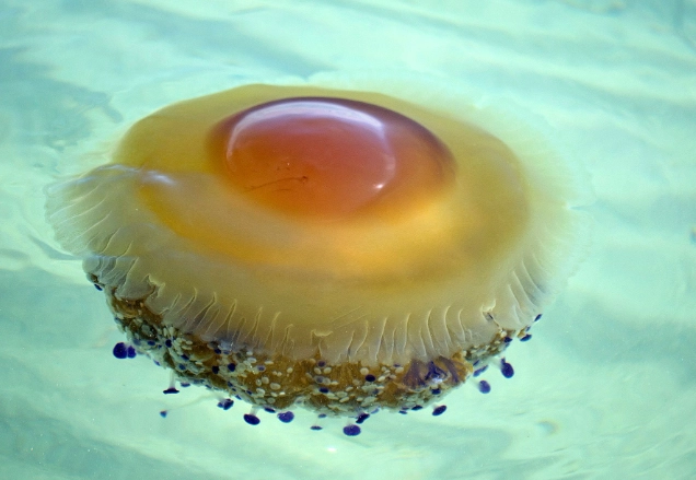 jellyfish reproduction