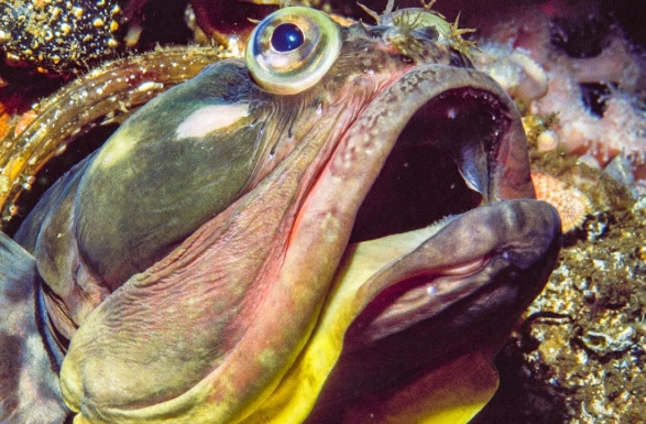sarcastic fringehead behavior