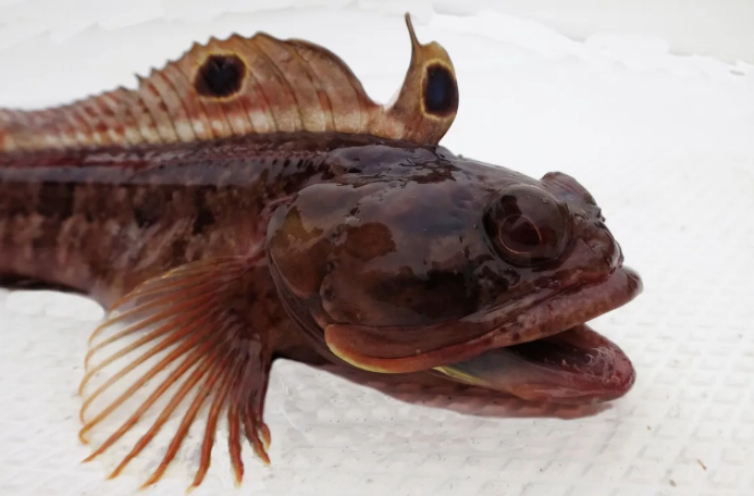 where to see sarcastic fringehead