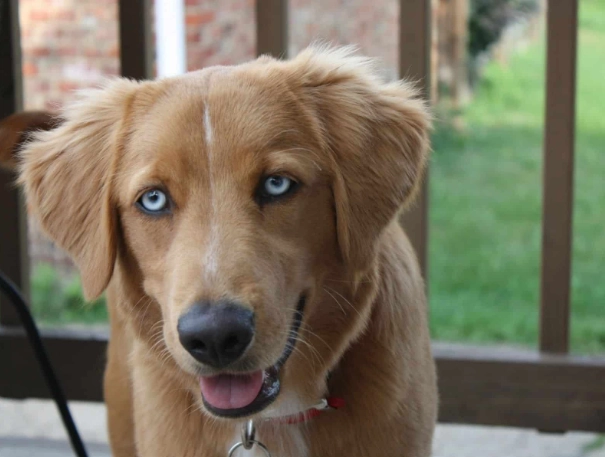 golden retriever husky mix