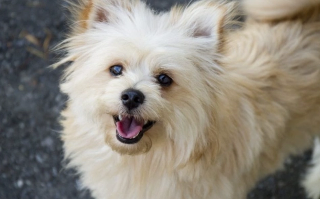 pomeranian poodle mix