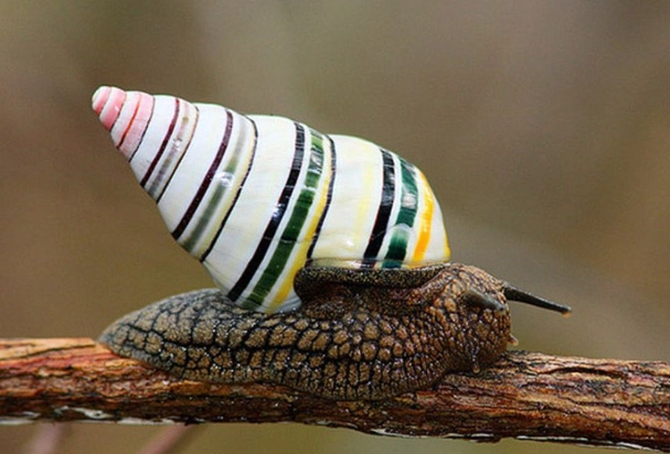 candy cane snail
