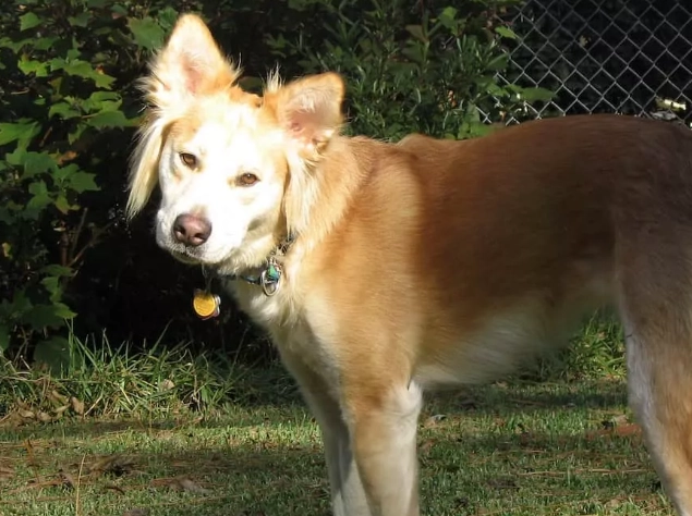 golden retriever husky mix