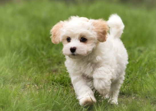 best small family dogs