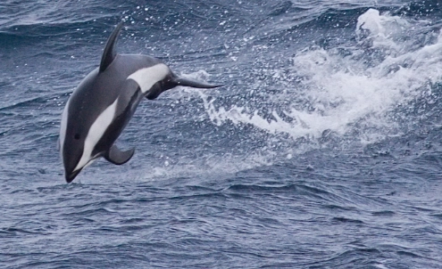 where to see hourglass dolphins where to see hourglass dolphins