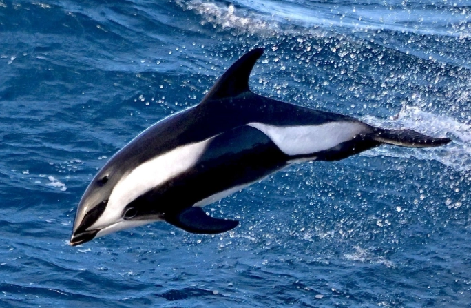 hourglass dolphin facts hourglass dolphin facts