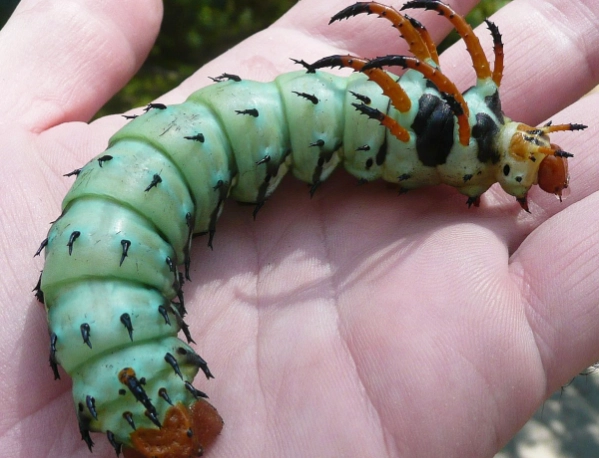 hickory devil horned caterpillar