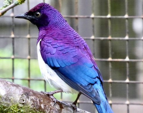 Amethyst Starling bird