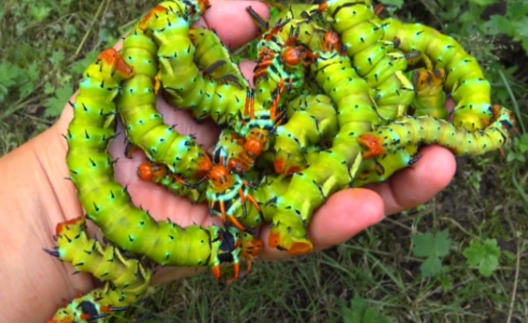 are hickory devil horned caterpillars poisonous