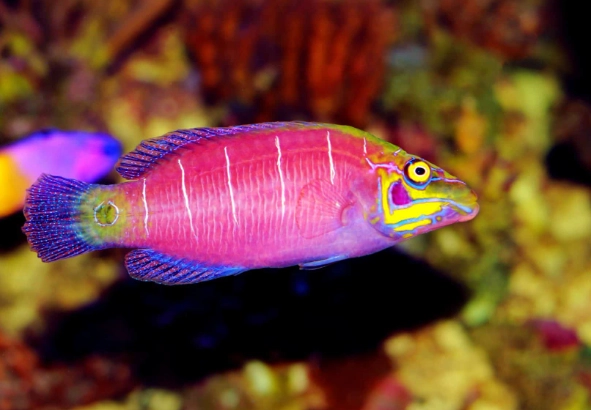 reef safe wrasse