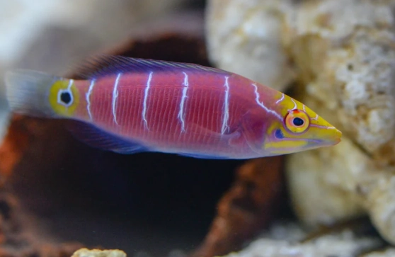 mystery wrasse care