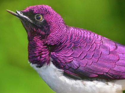 Purple Starling