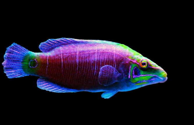 reef safe wrasse