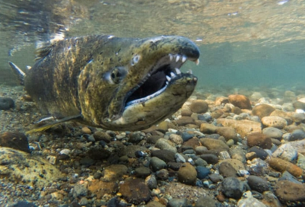 largest fish teeth