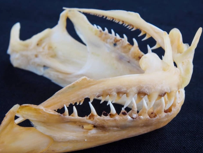 fish dental anatomy