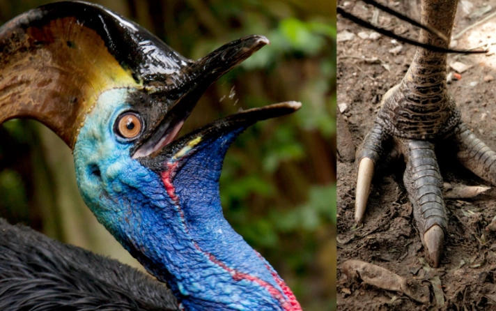 cassowary dinosaur bird