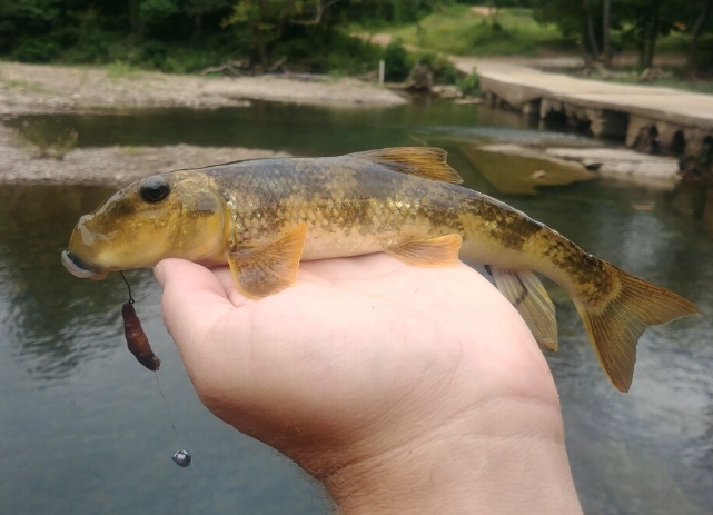 where to see black-necked stork