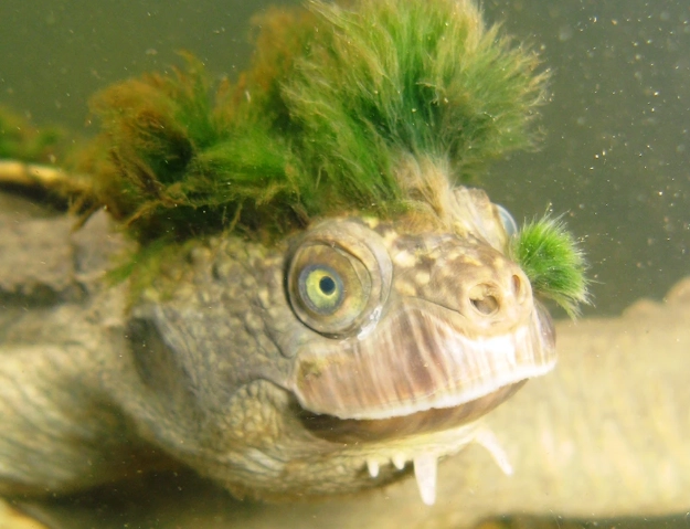 bum breathing turtle