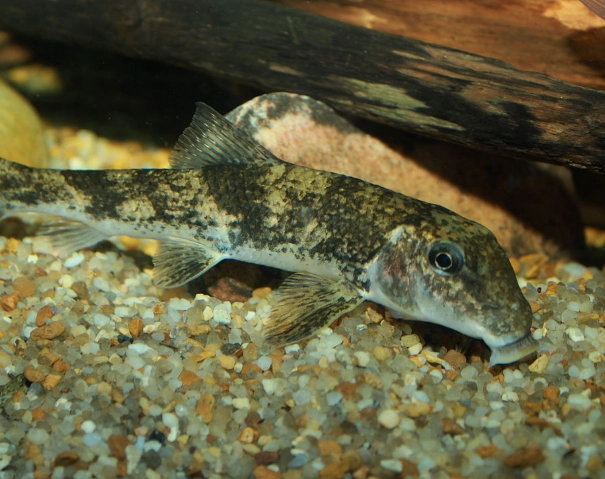 where to see black-necked stork