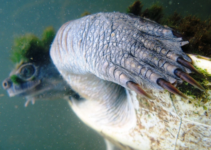 endangered turtle species