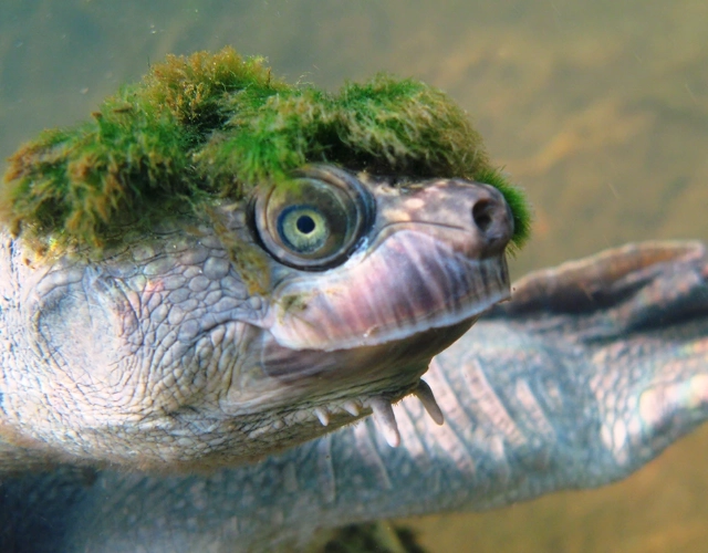 mary river turtle