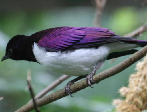 Cinnyricinclus leucogaster