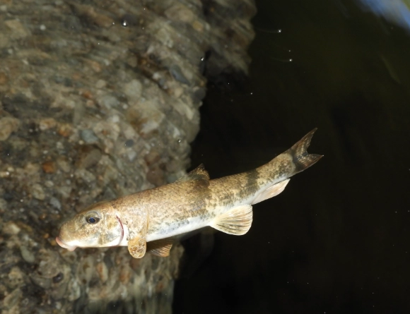 where to see black-necked stork