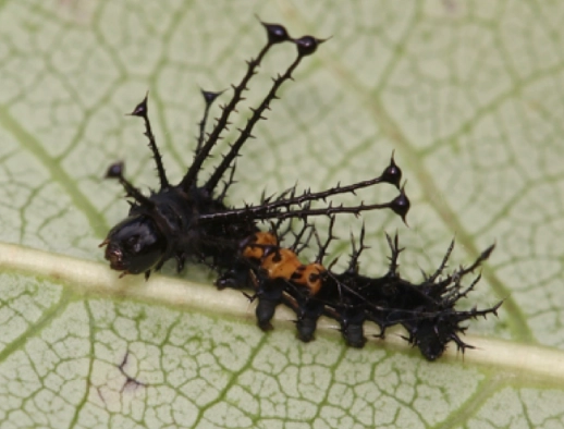 hickory horned devil caterpillar identification