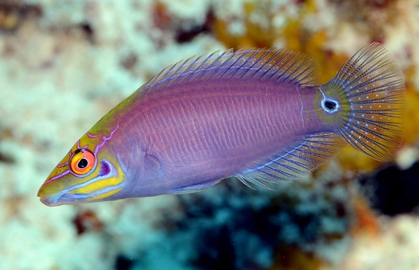mystery wrasse