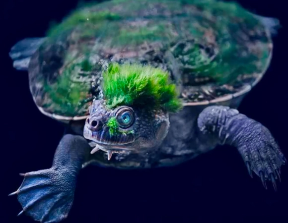 bum breathing turtle