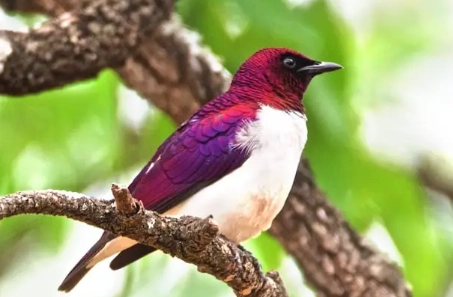 Cinnyricinclus leucogaster