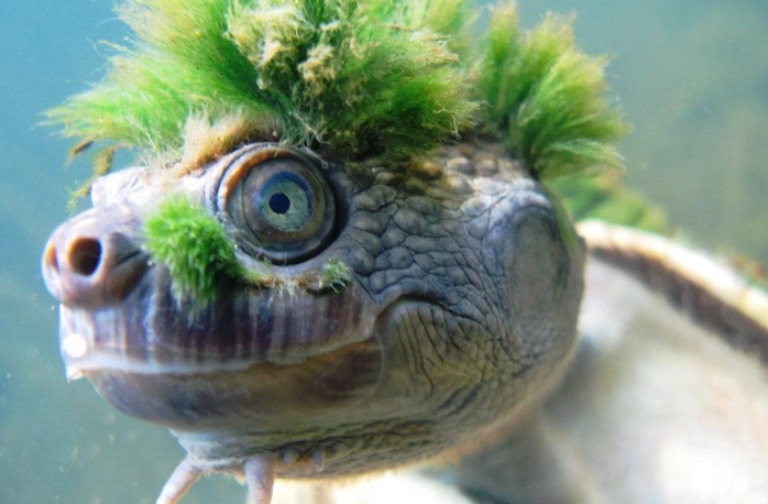 endangered turtle species