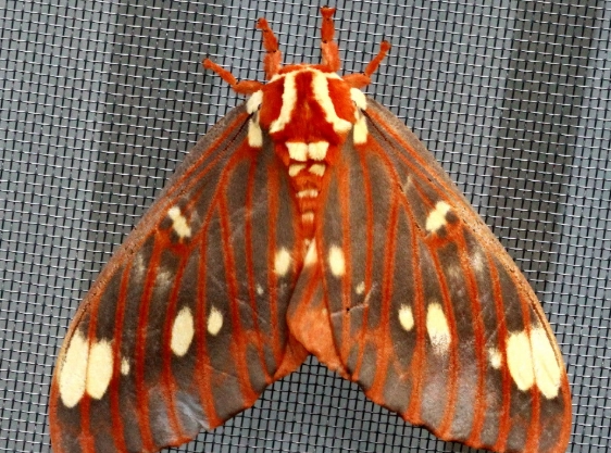 hickory horned devil