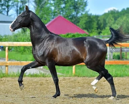 akhal-teke horse