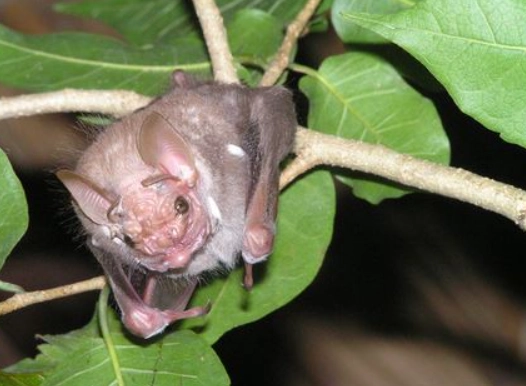 bat facial morphology