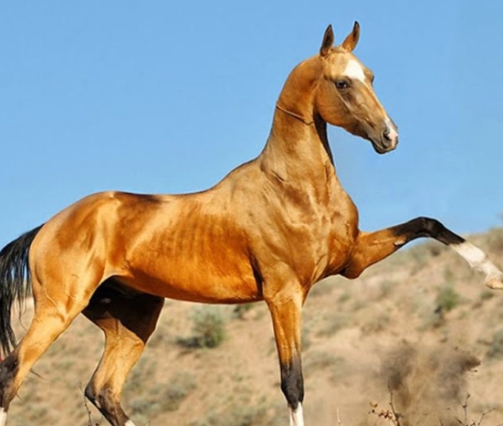 rare horse breeds